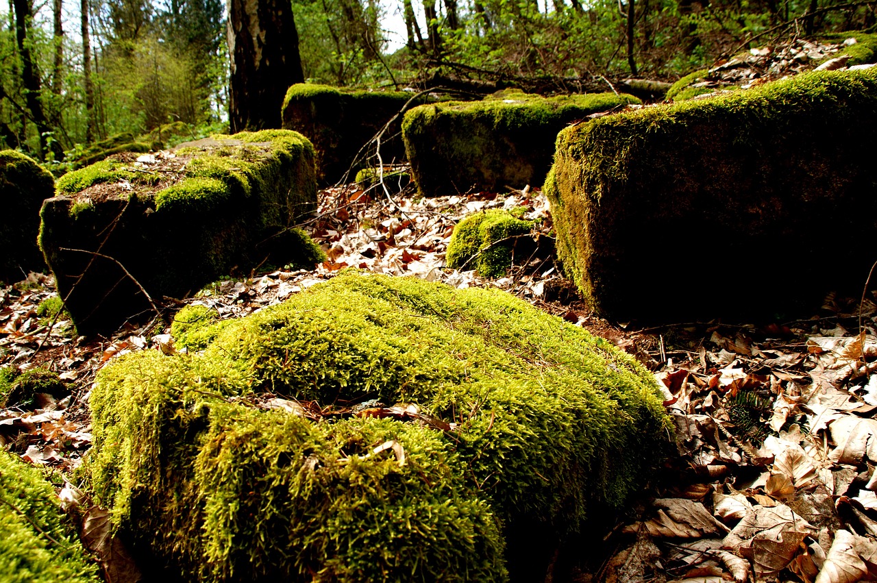 moss forest stones free photo