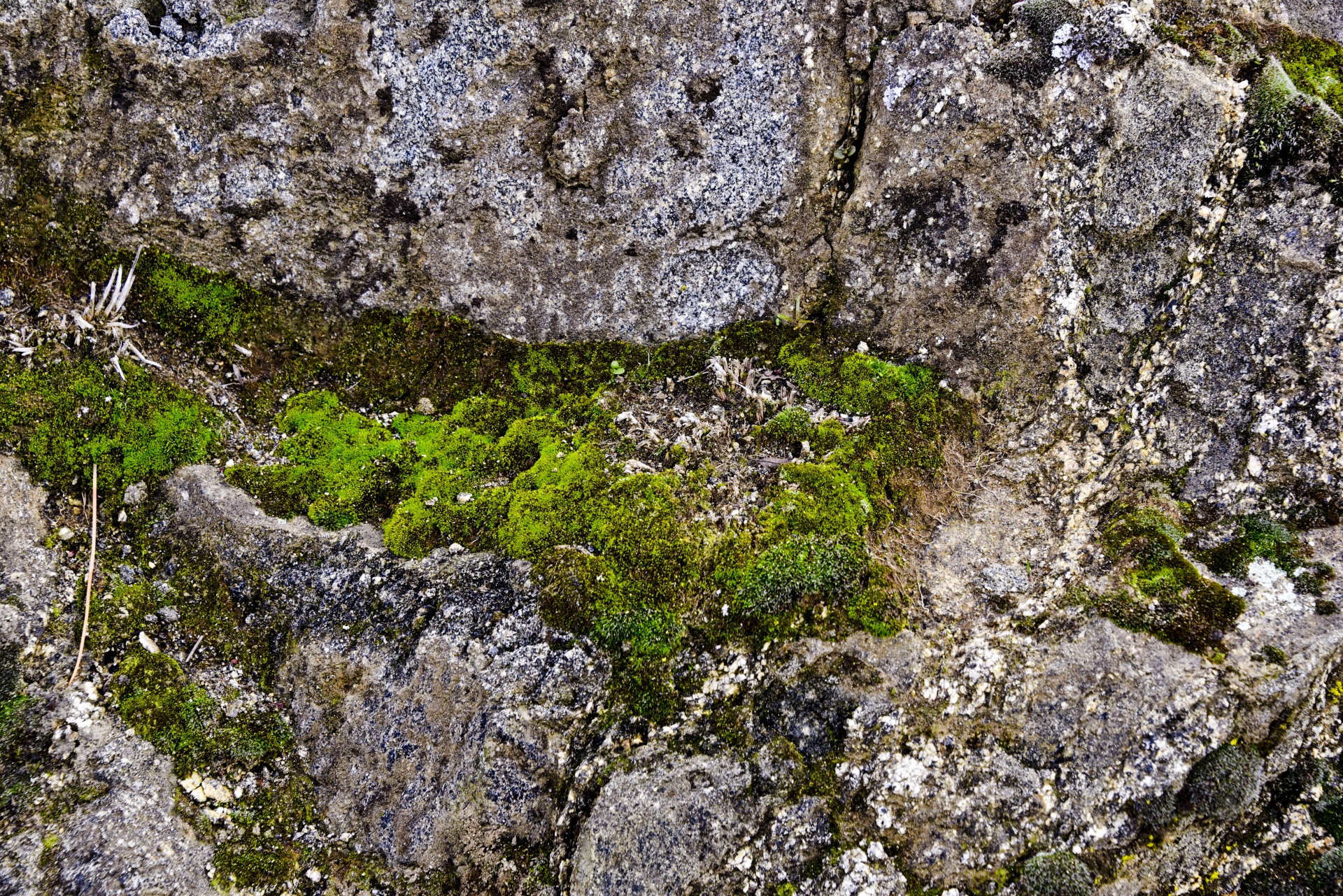 rock rocks moss free photo