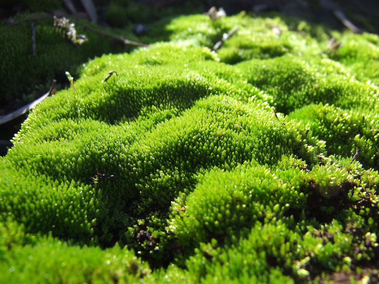 moss plant green free photo