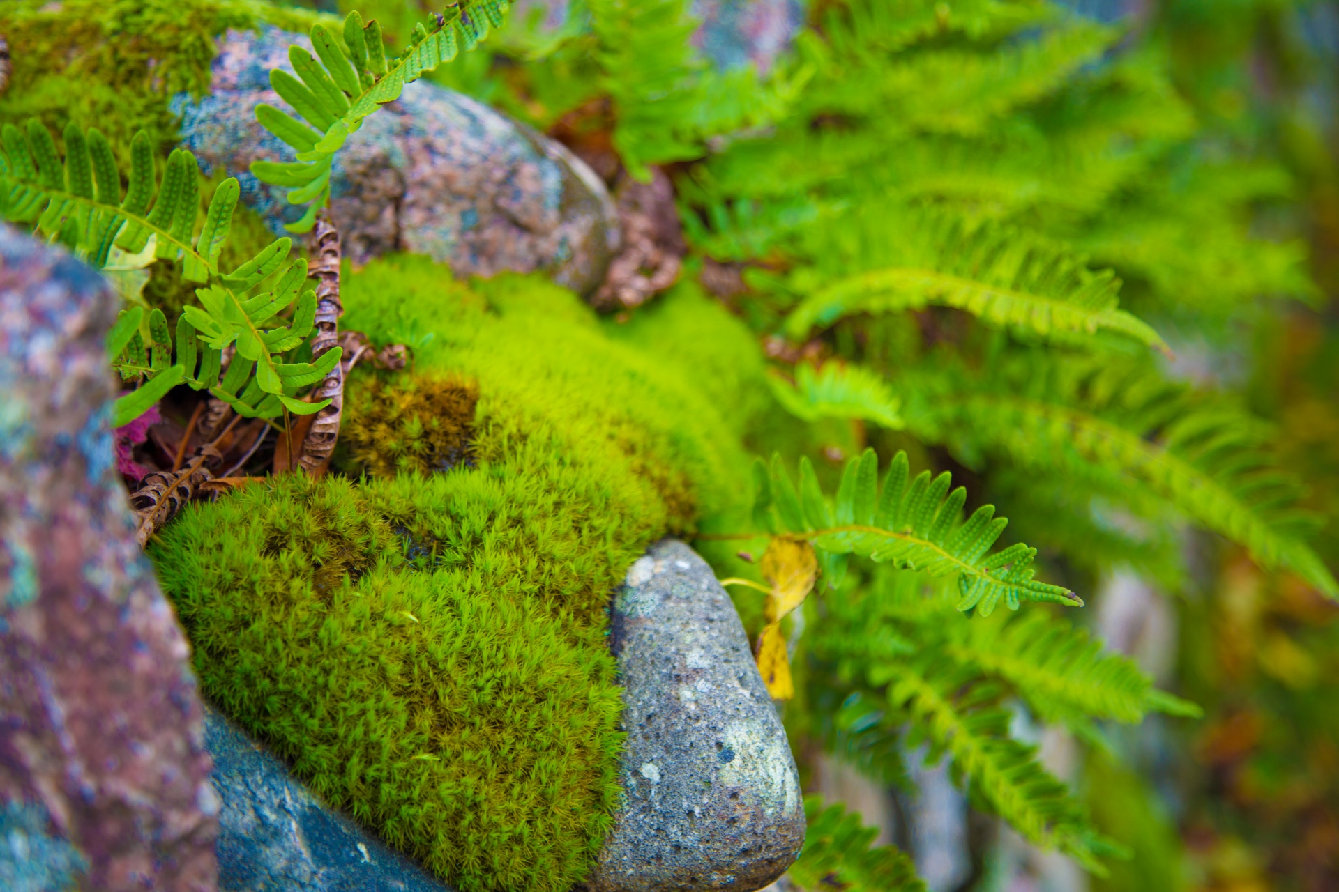 moss wall rock free photo