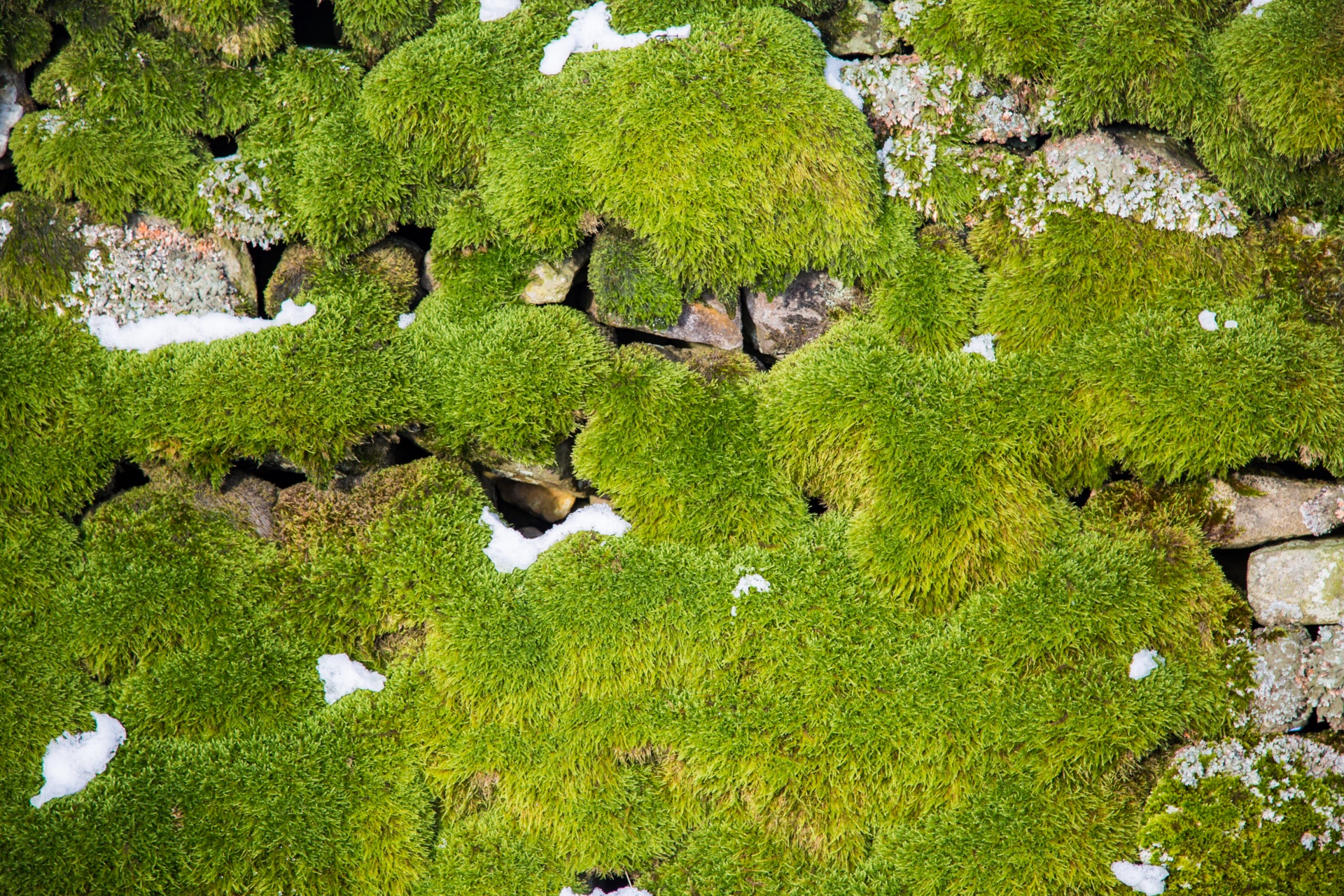 moss wall rock free photo