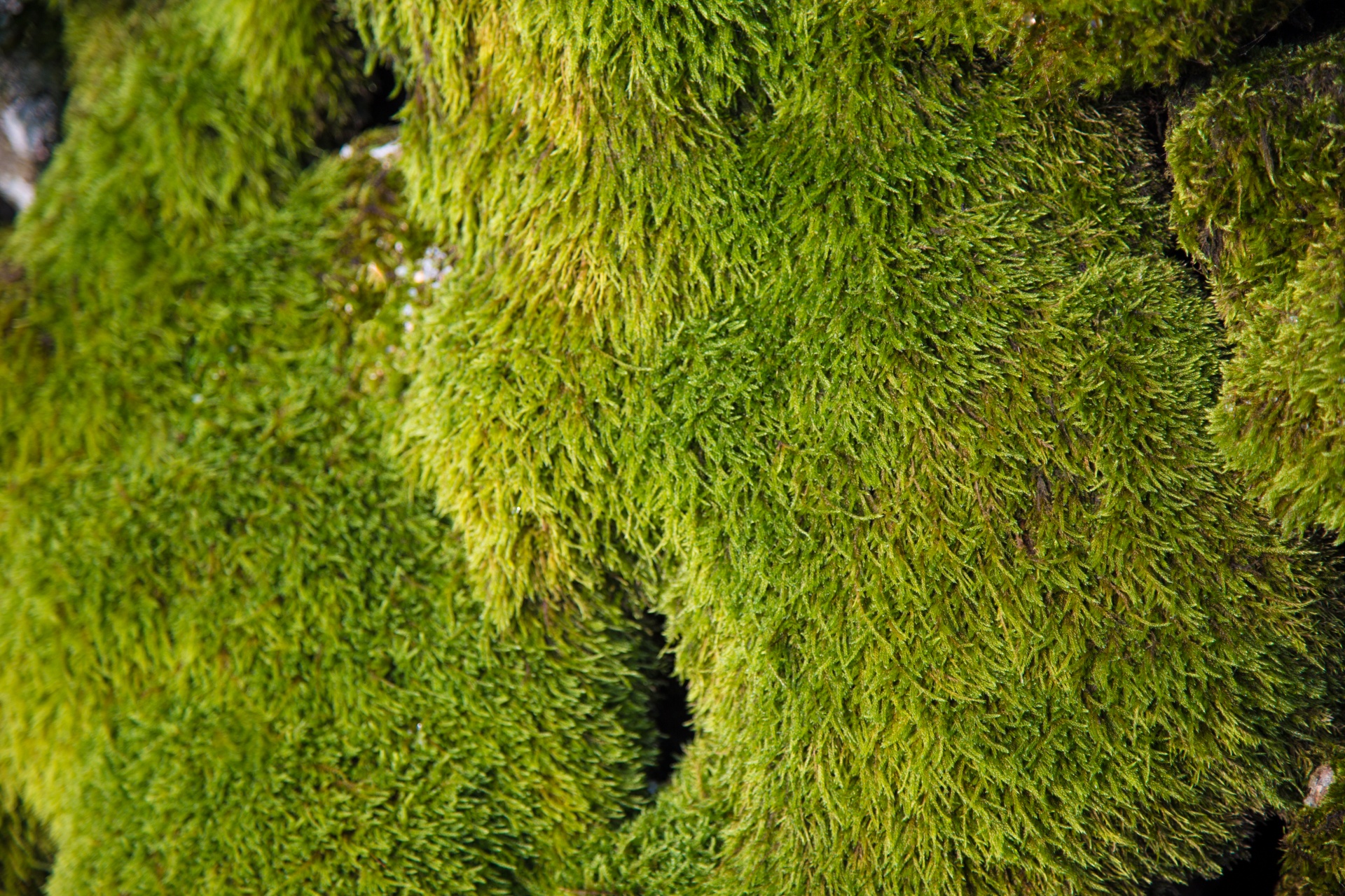 moss wall rock free photo