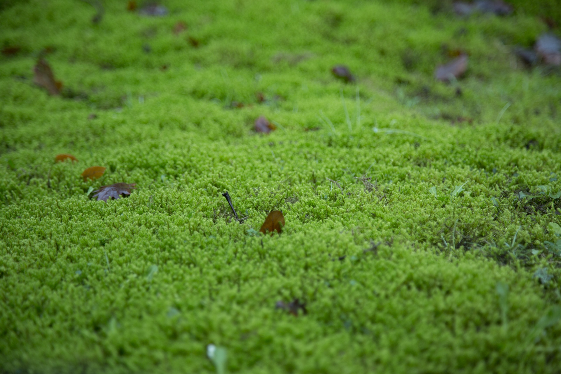 moss grass plant free photo