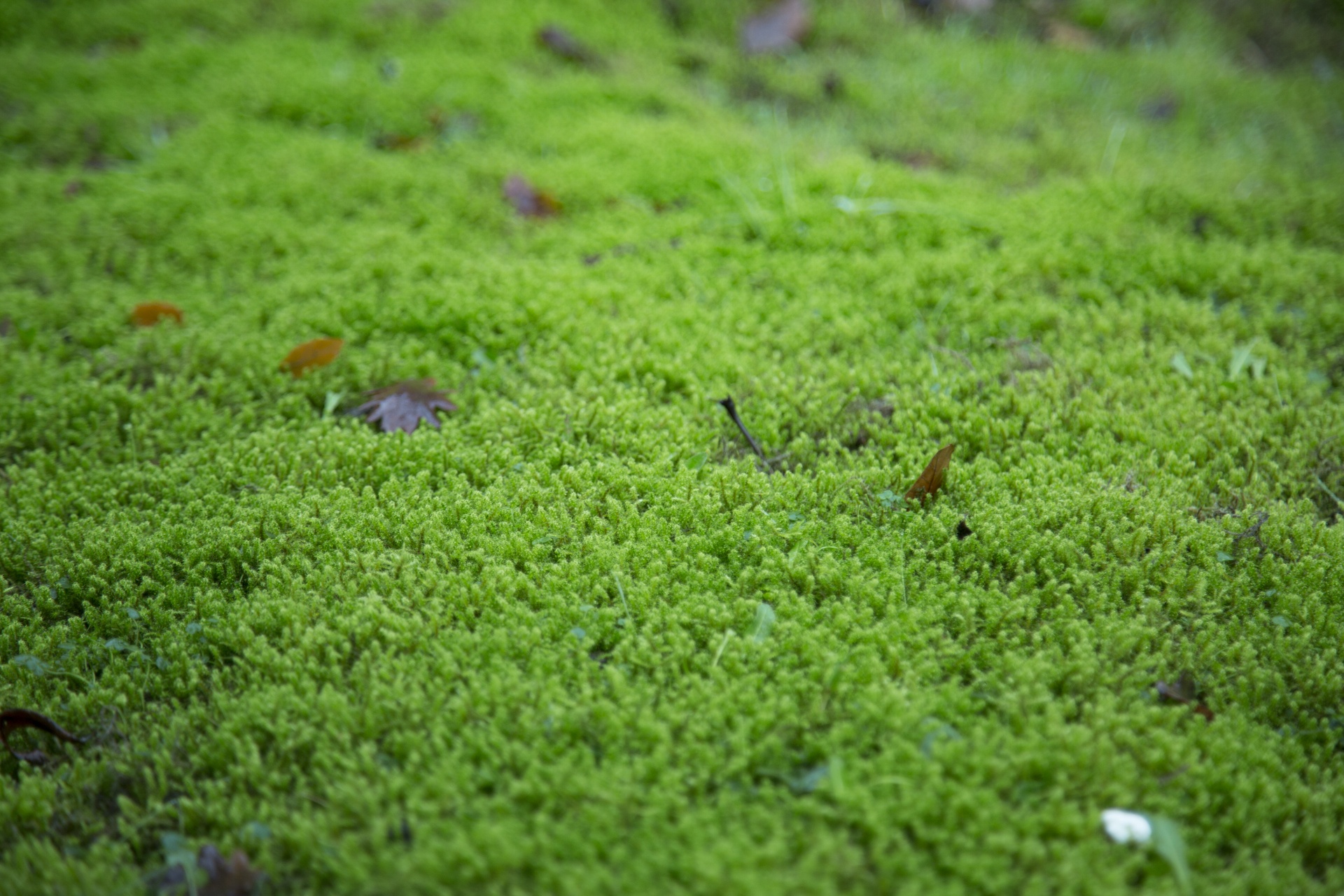 moss grass plant free photo