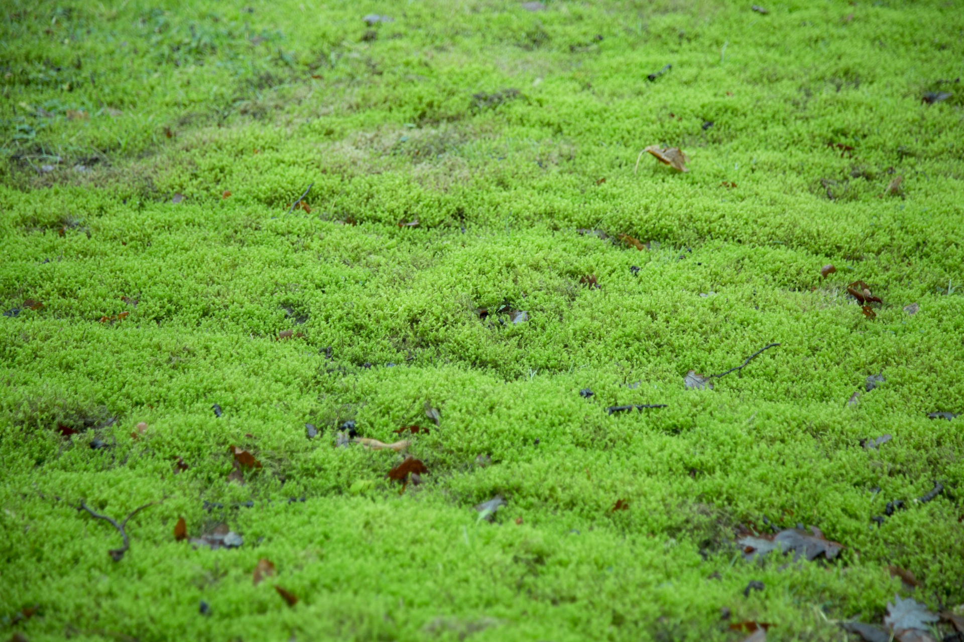 moss grass plant free photo