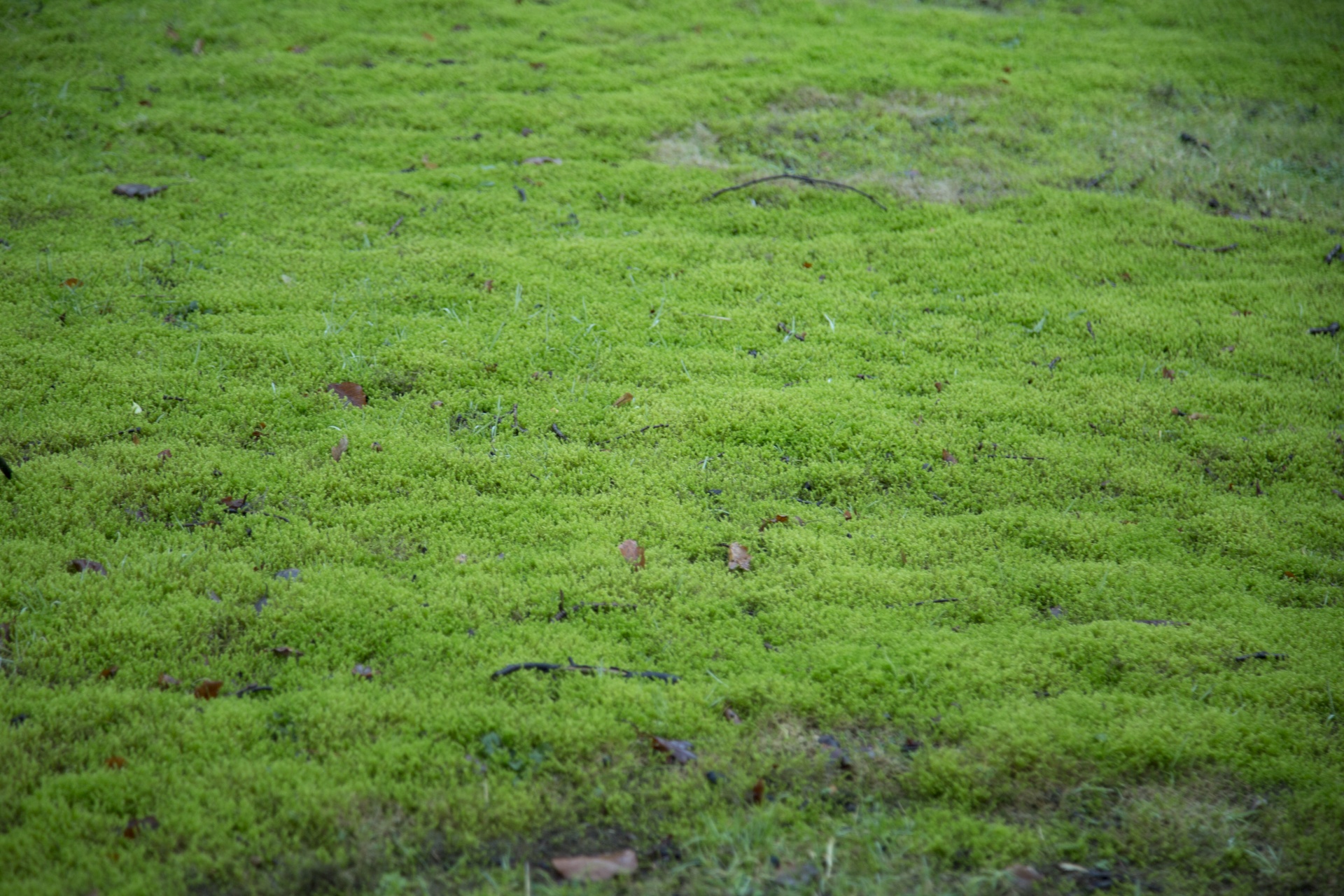 moss grass plant free photo