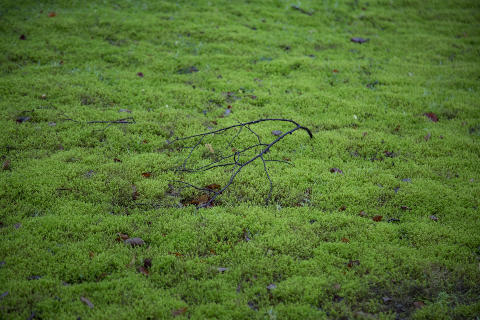 moss grass plant free photo