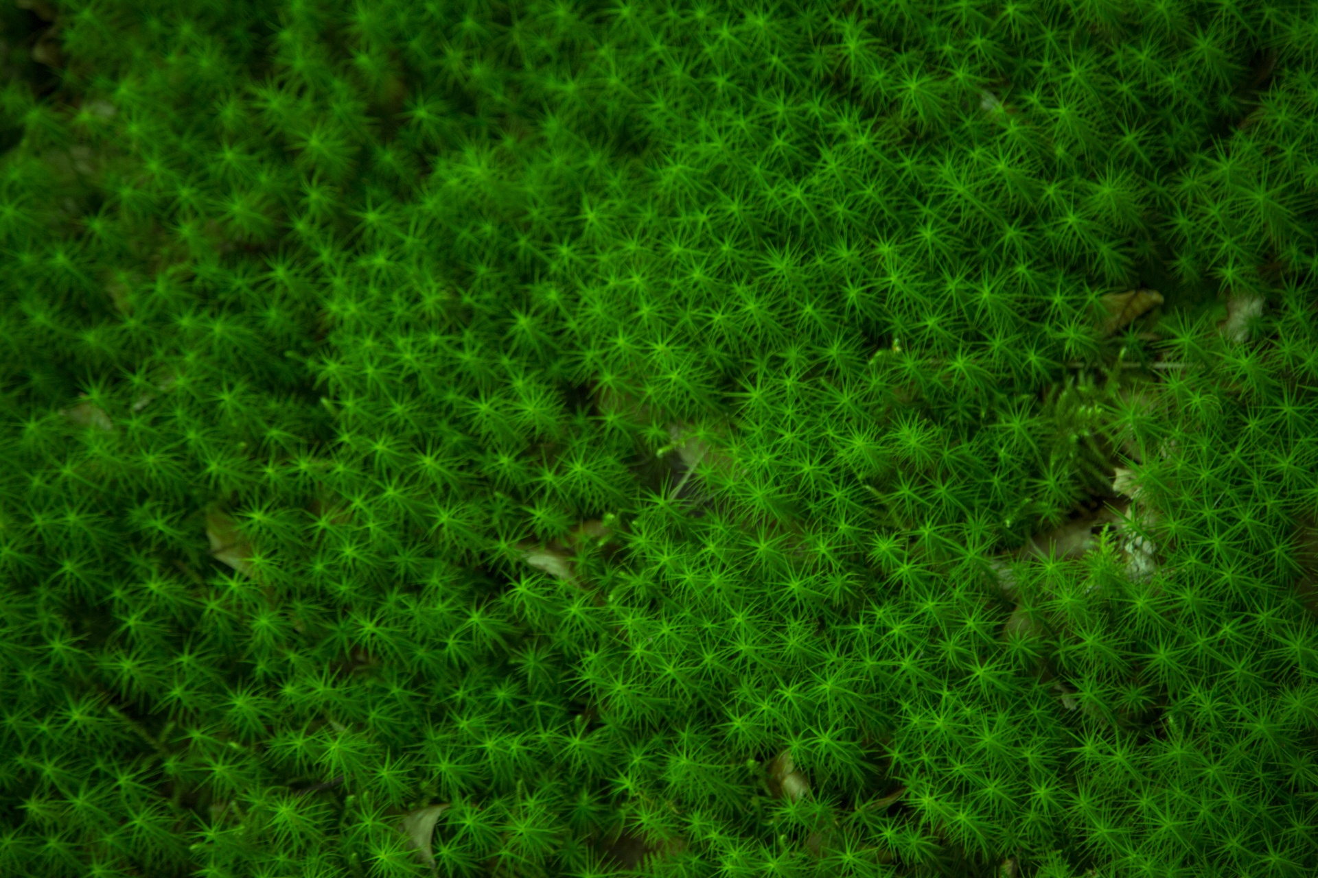 moss grass plant free photo