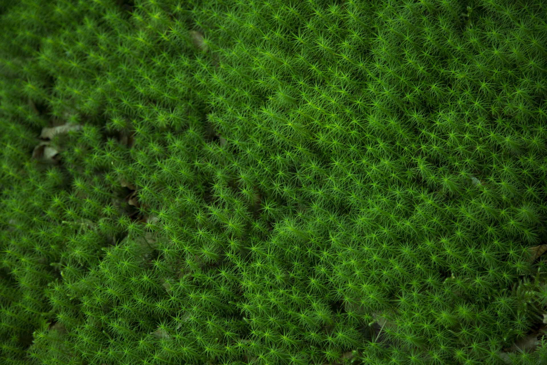 moss grass plant free photo