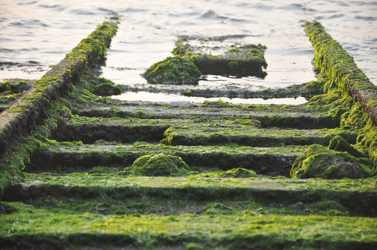 moss rail sea free photo