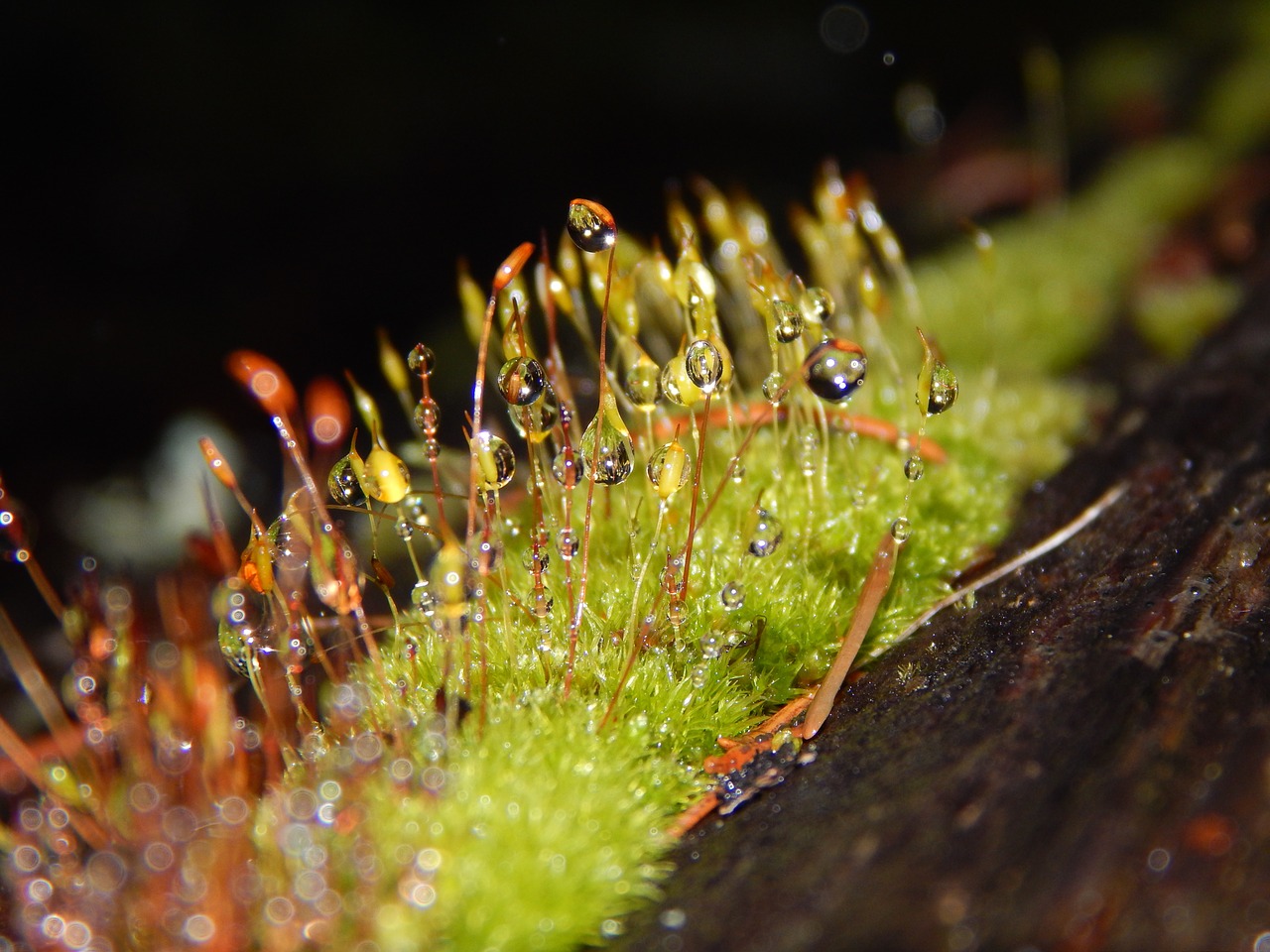 moss dew green free photo