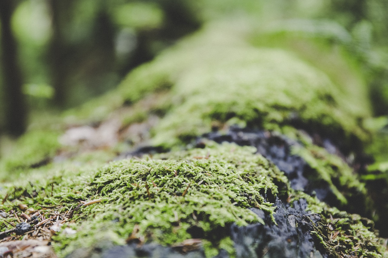 moss forest ground free photo