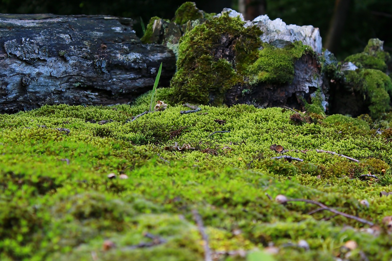 moss mossy ground free photo