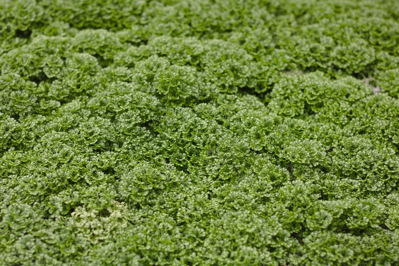 moss selaginella apoda footless moss herb free photo