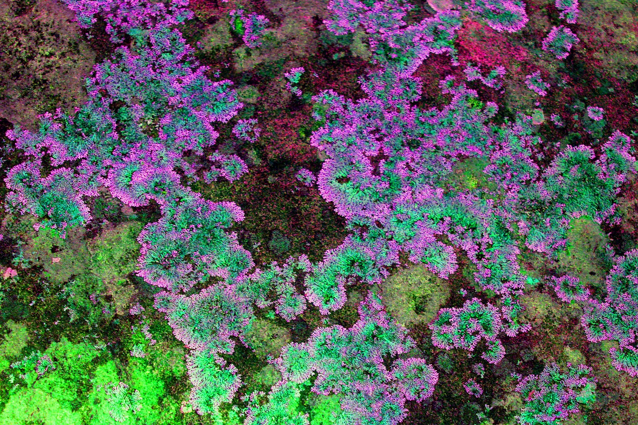 moss rocks photographic background free photo