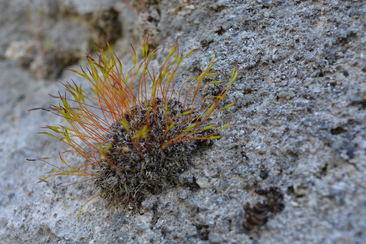 moss nature stone free photo