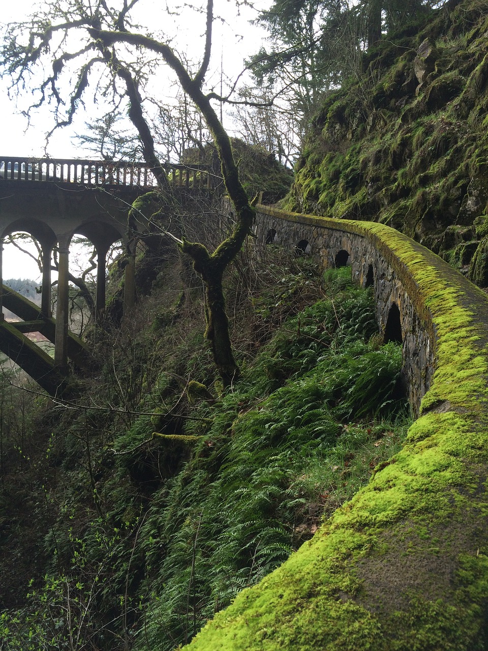 moss trail bridge free photo