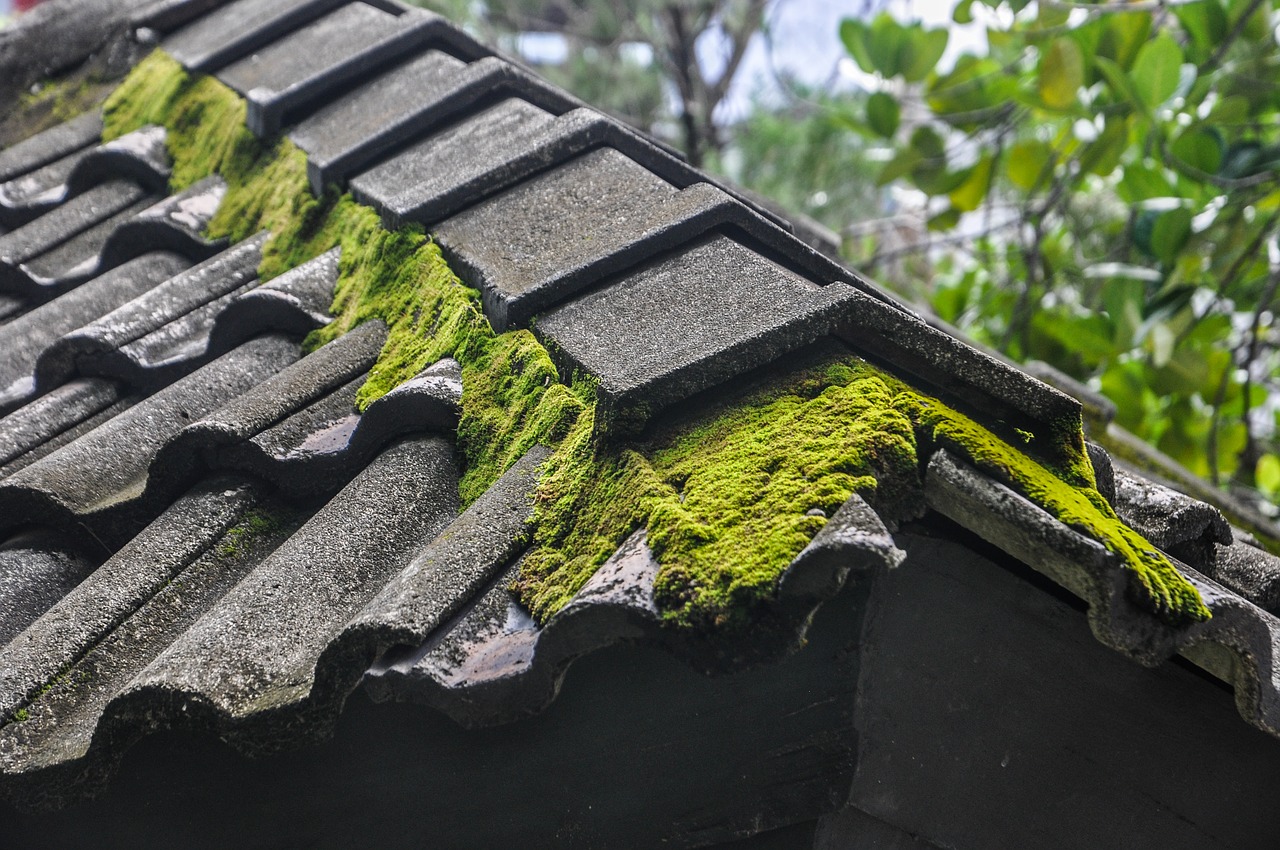 moss roof moss on the roof free photo