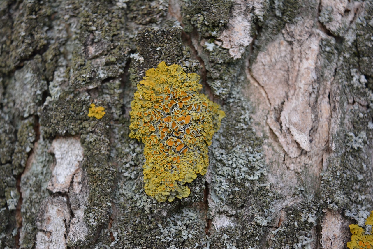 moss log tree free photo