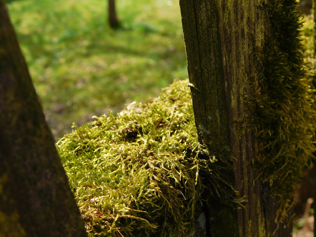 moss wooden boards fence free photo
