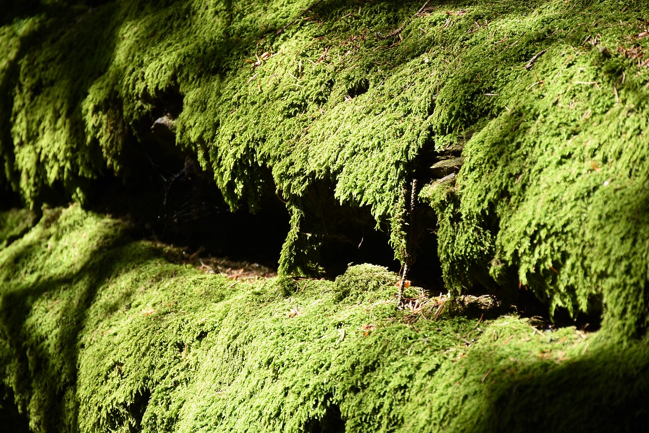 moss green moss carpet free photo