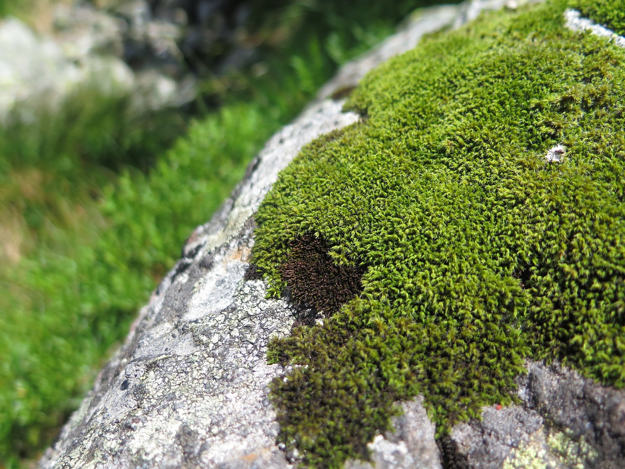 moss mountains rock free photo