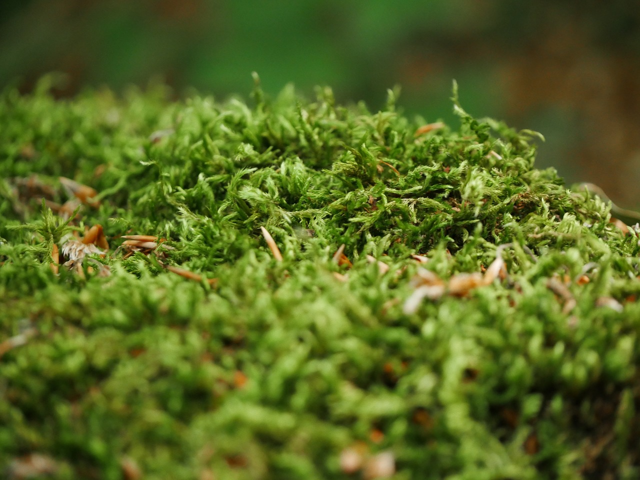 moss forest green free photo