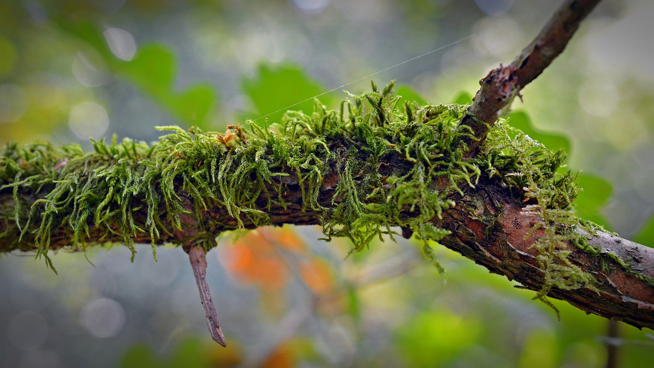 moss branch nature free photo