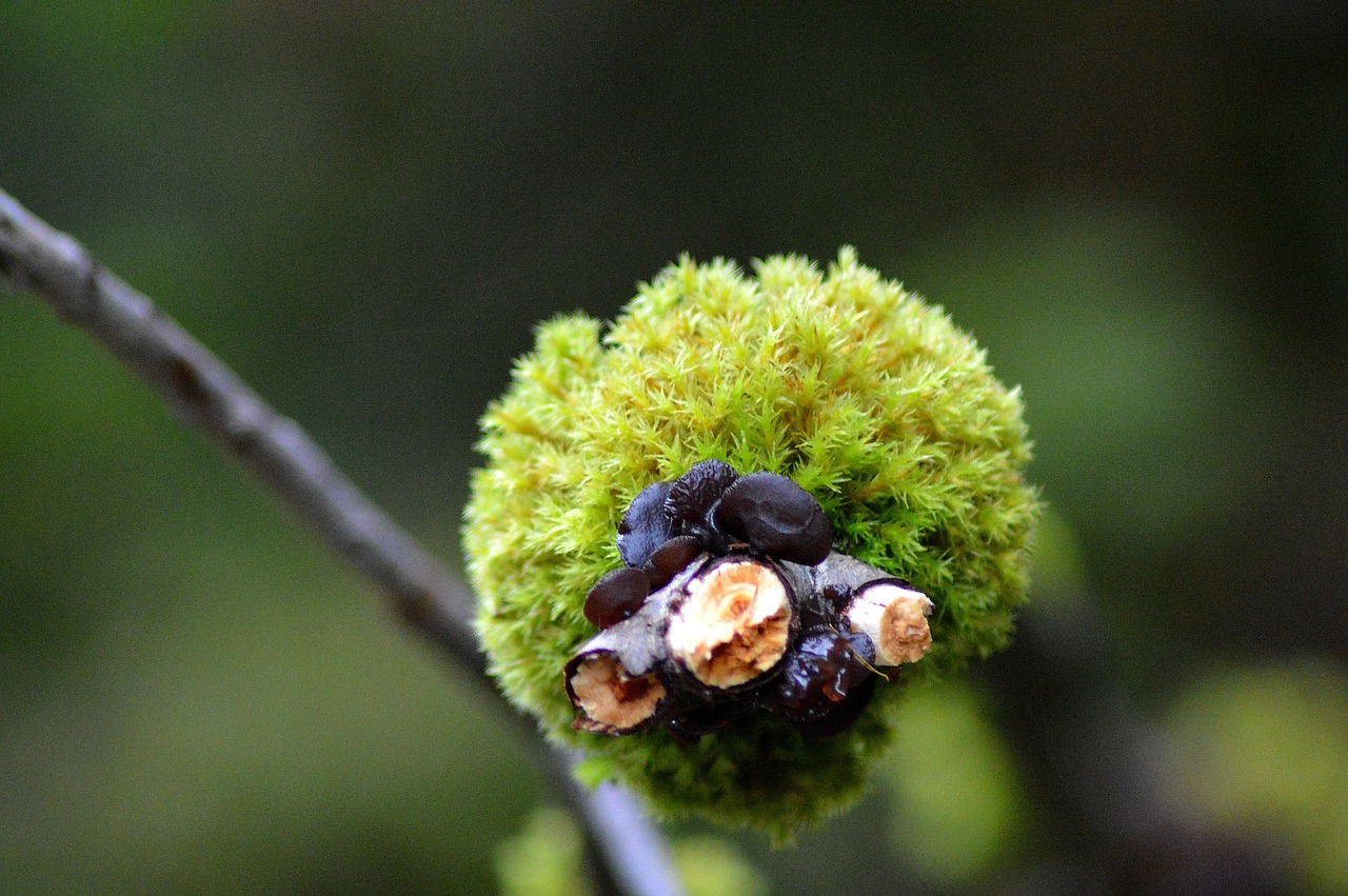 moss forest autumn free photo