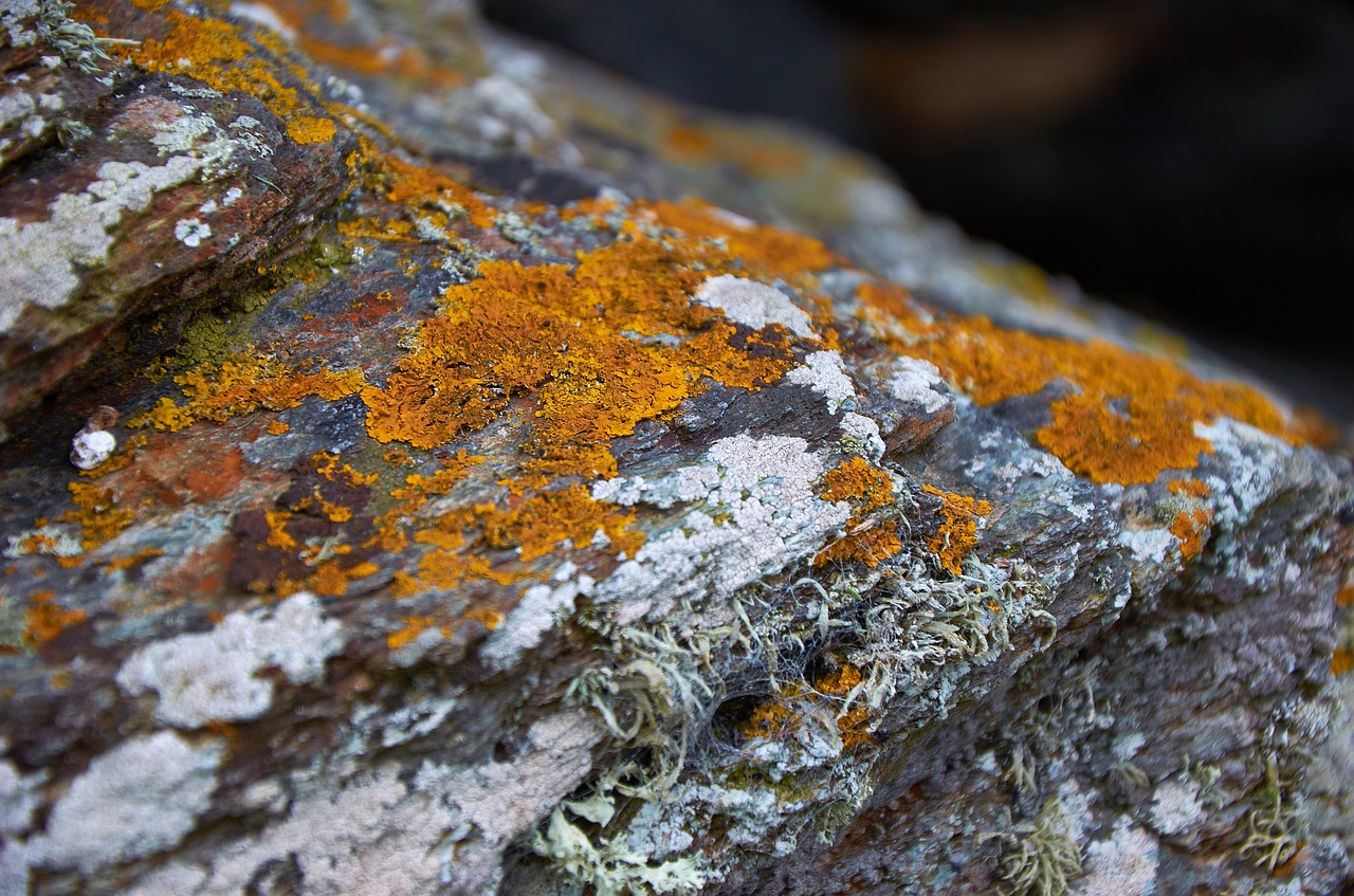 moss rock nature free photo