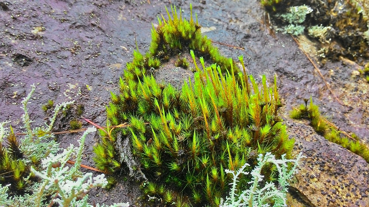 moss plant damp free photo