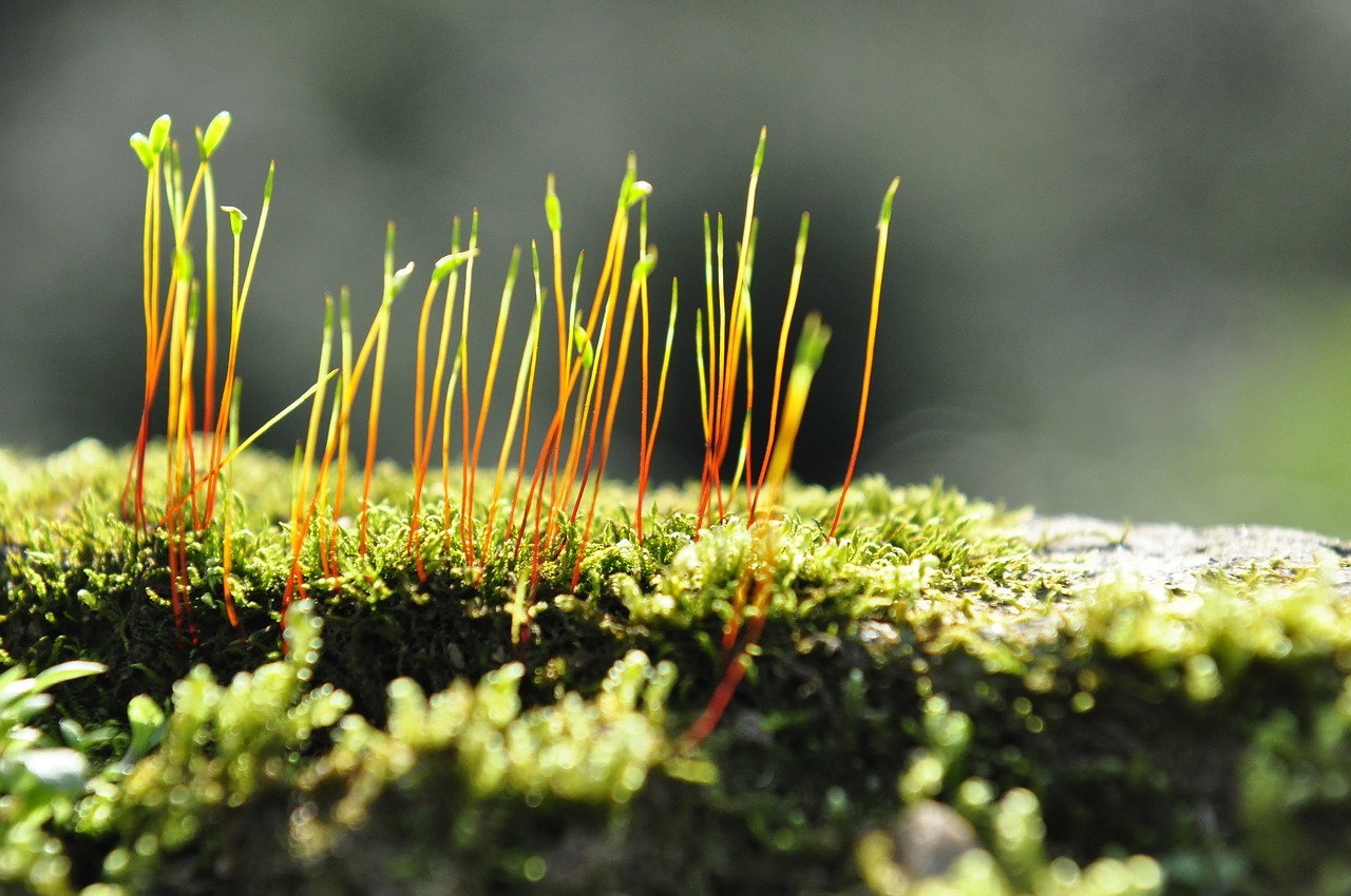 moss plant biological free photo