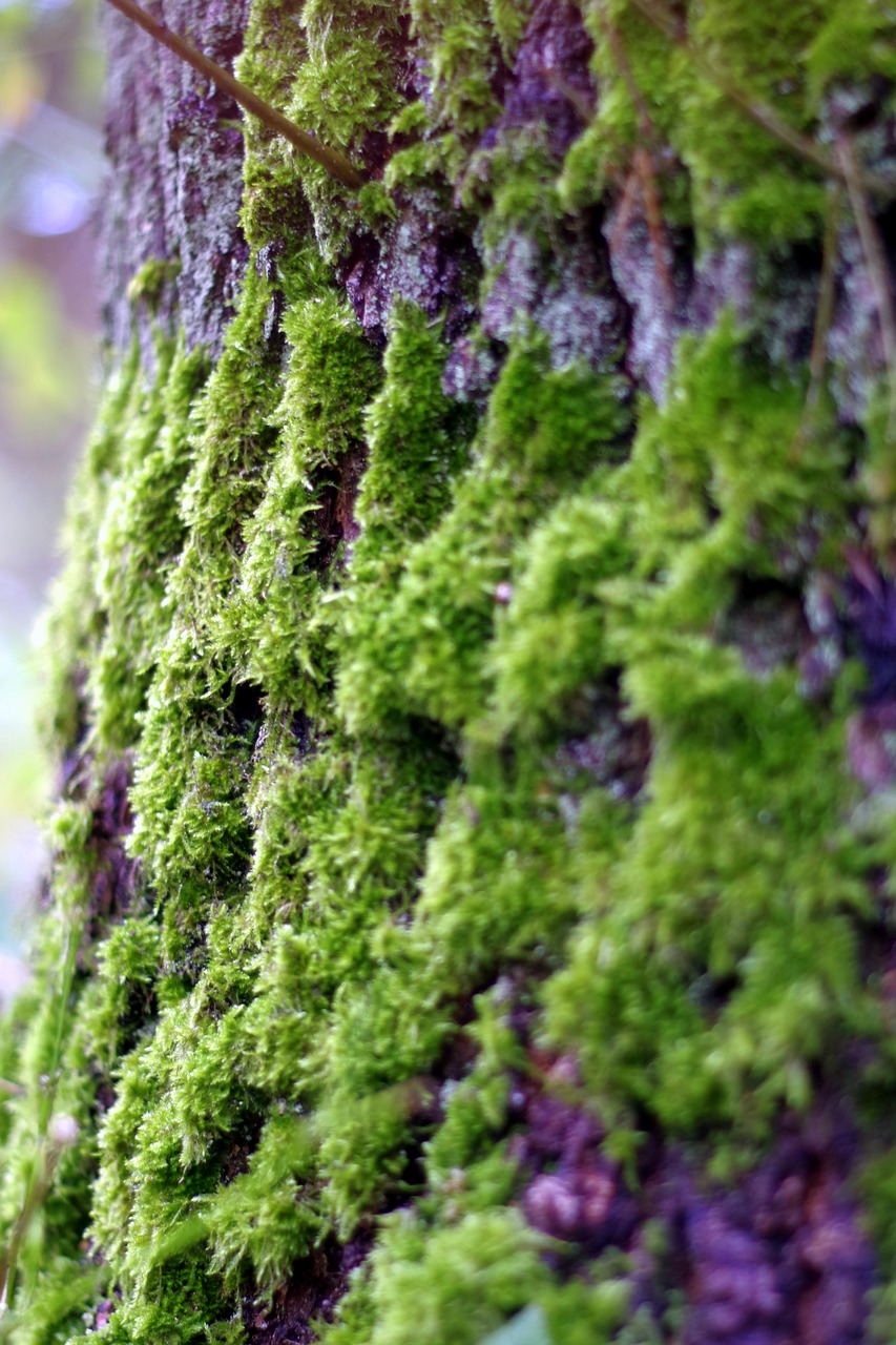 moss lichens tree free photo