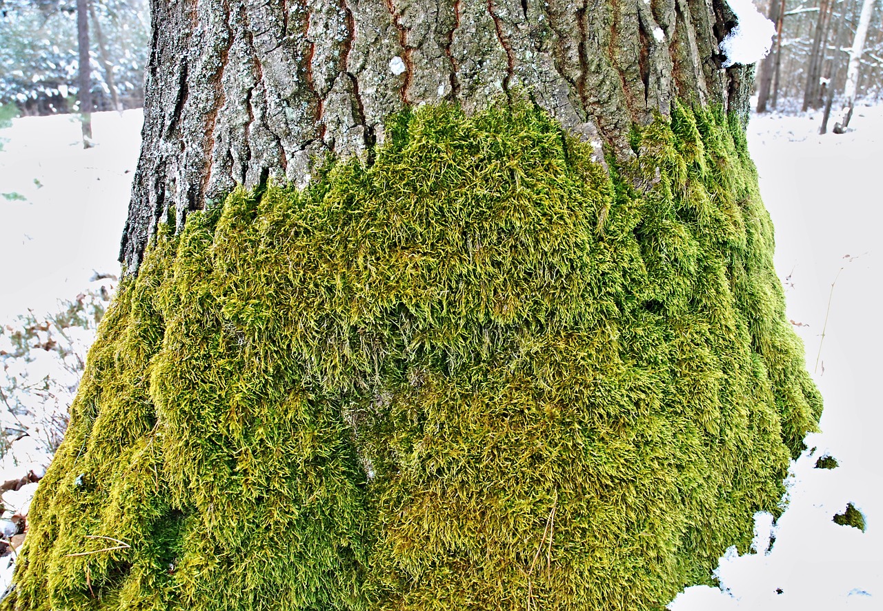 moss oak tree strain free photo