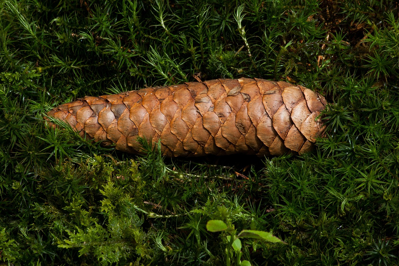 moss pine cones green free photo