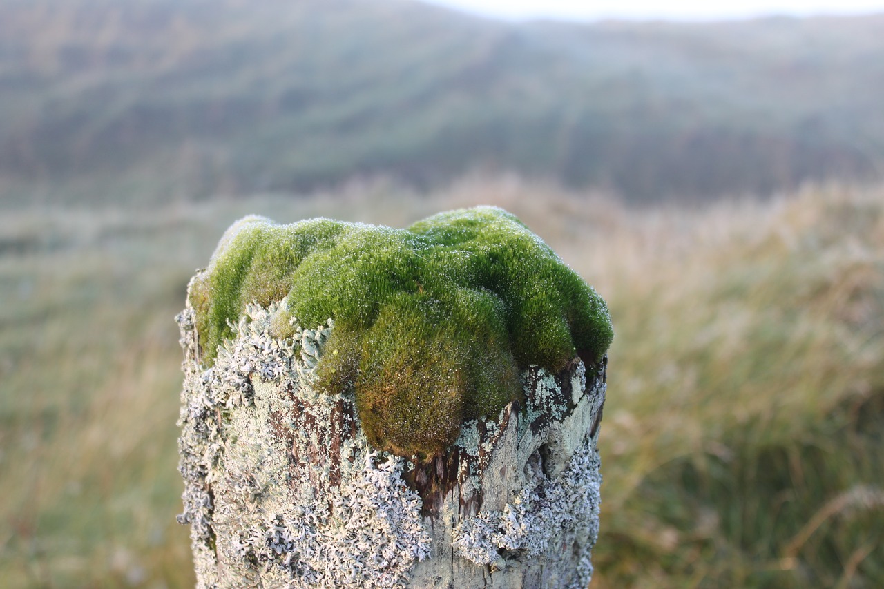 moss lichen gate post free photo