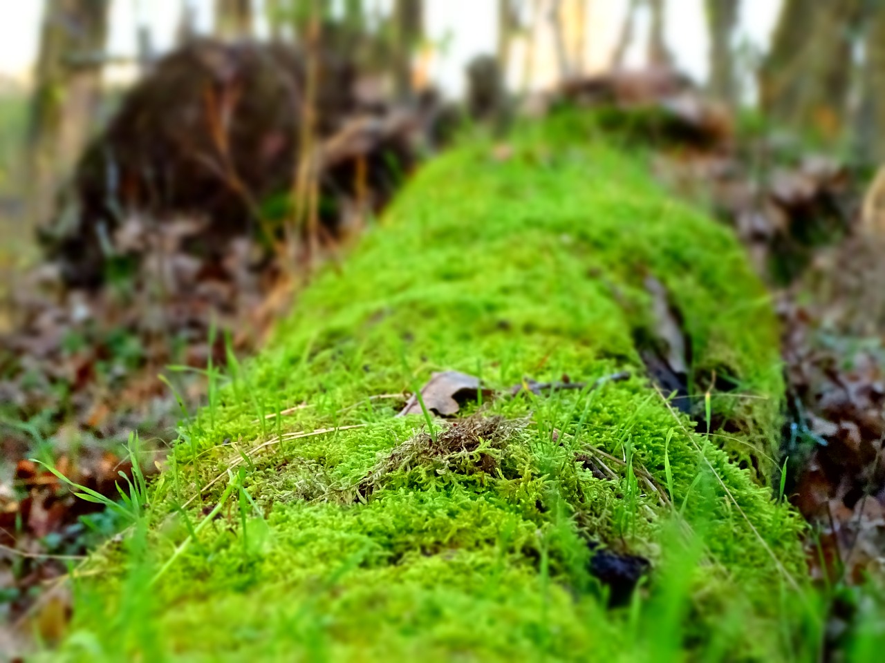 moss lively fallen tree free photo