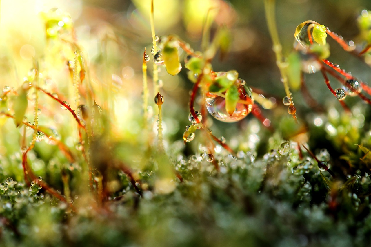 moss dew-drop just add water free photo