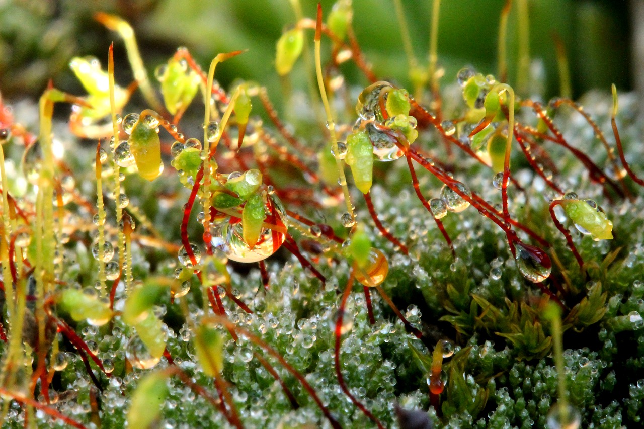 moss just add water dew-drop free photo