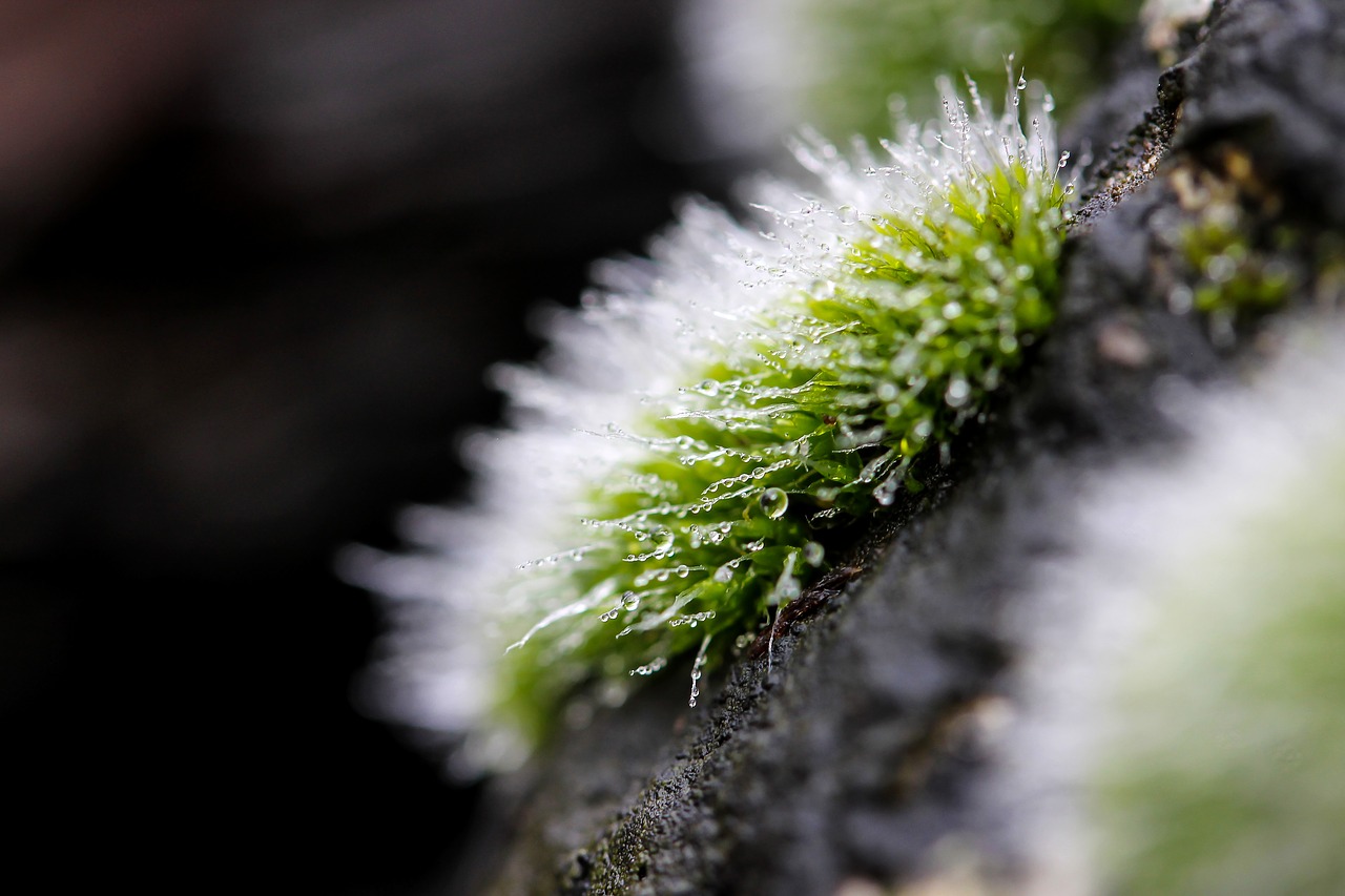 moss moss cushions plant free photo