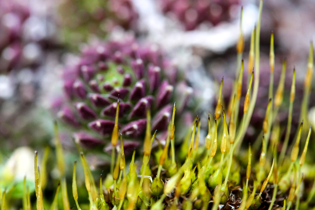 moss moss flower stonecrop free photo