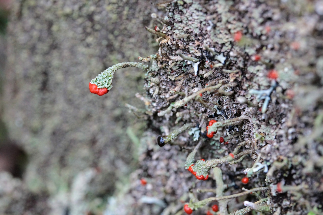 moss zúzmó macro free photo