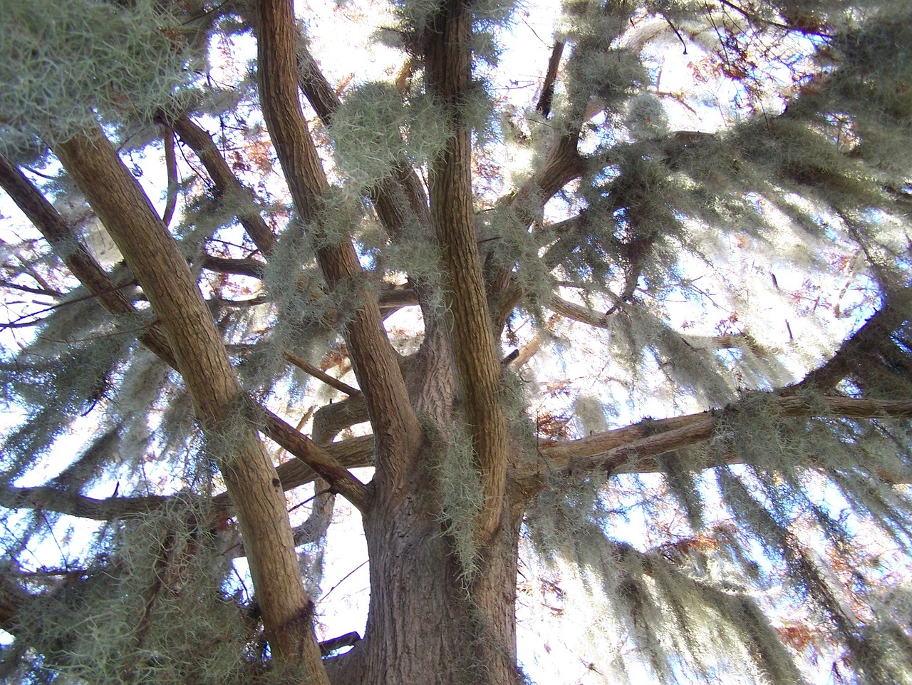 moss branch oak free photo