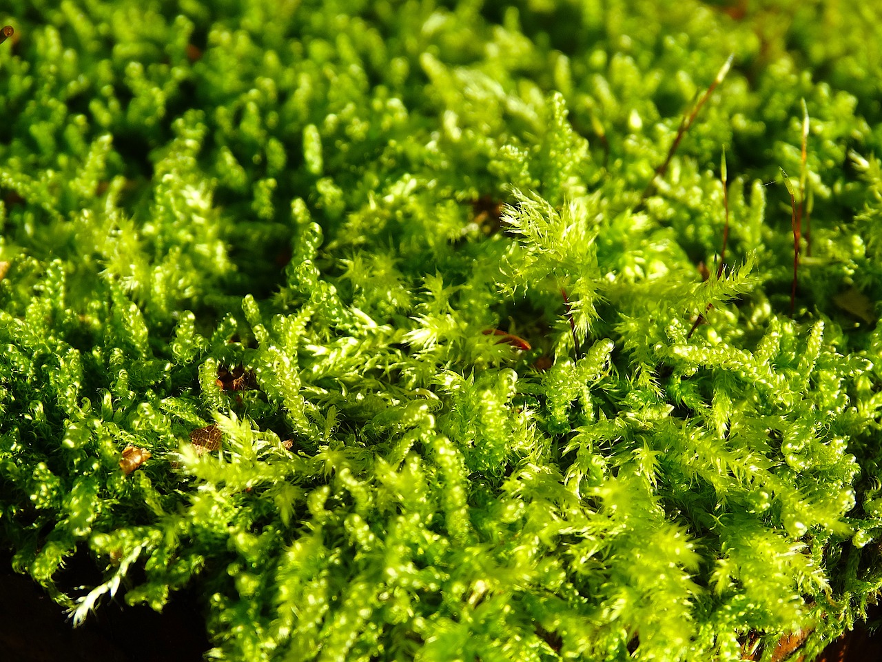 moss filigree green free photo