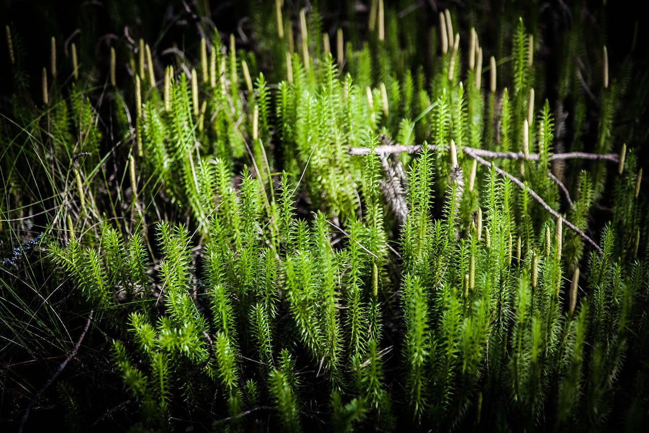 moss forest nature free photo