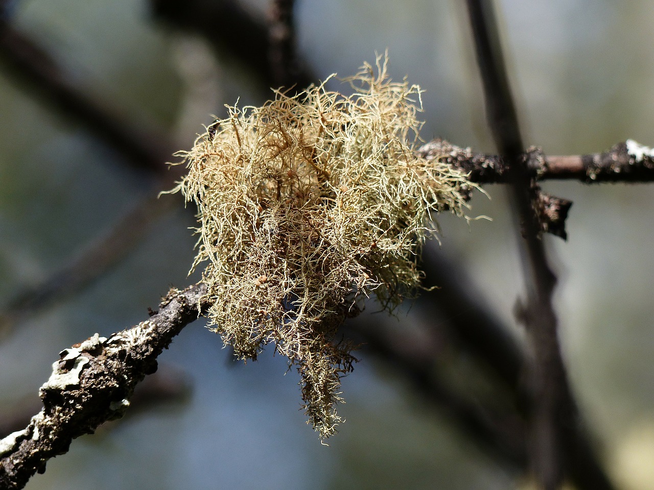 moss tree branch free photo