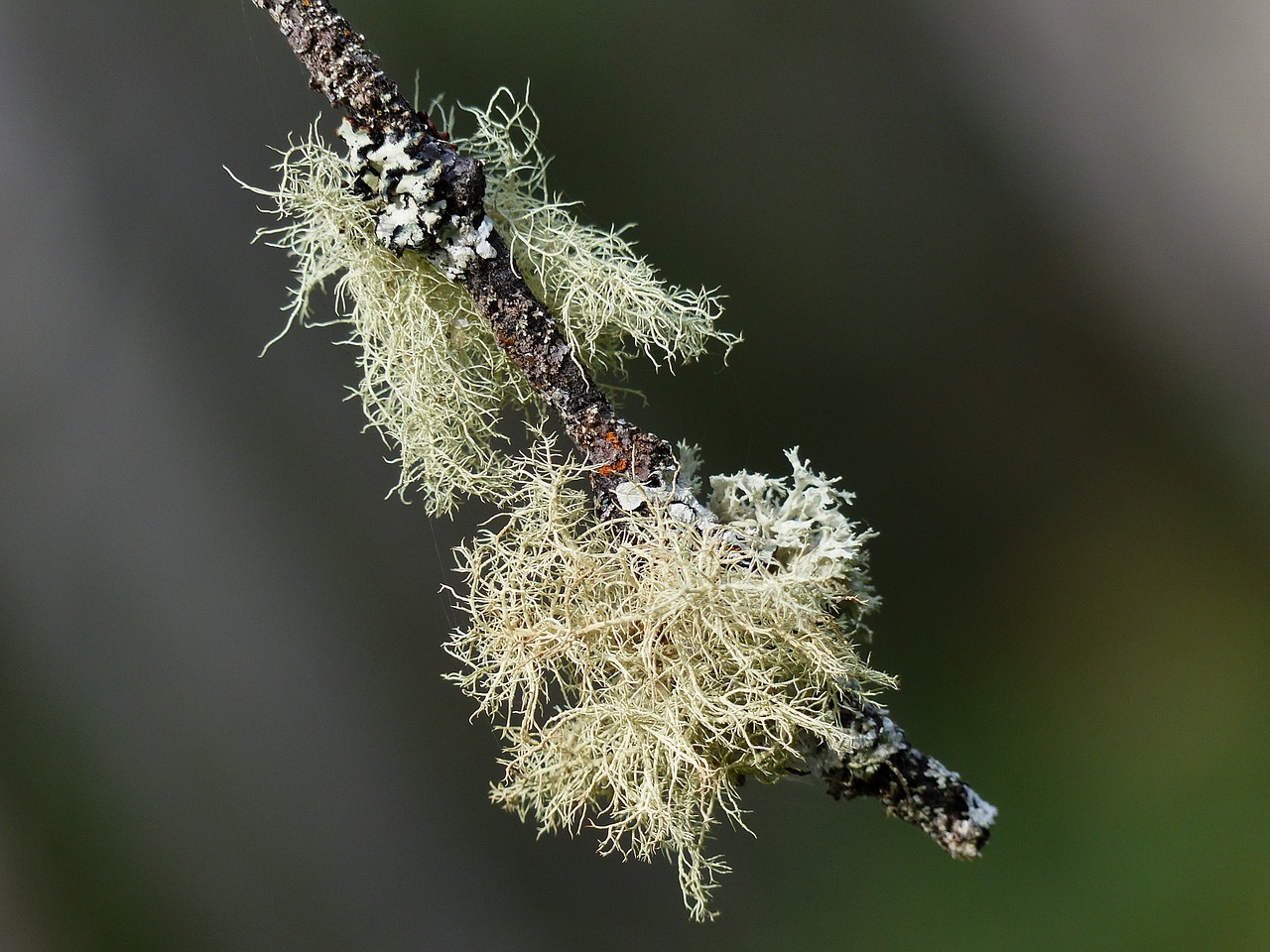 moss tree branch free photo