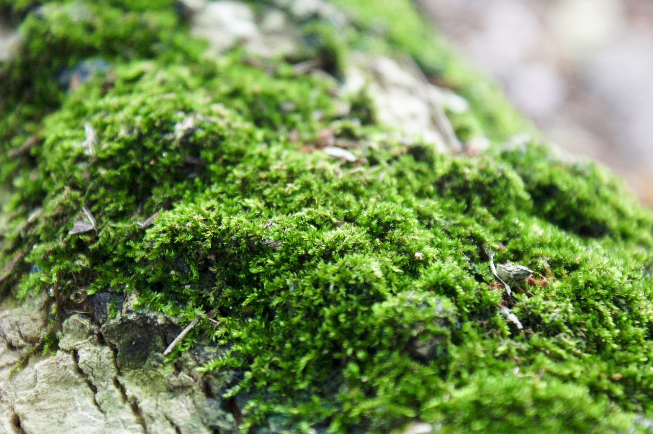 moss forest nature free photo