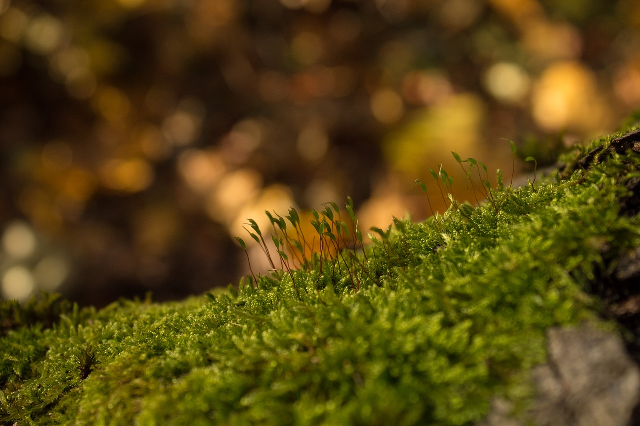 moss forest autumn free photo