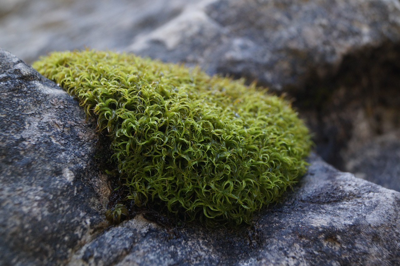 moss green nature free photo